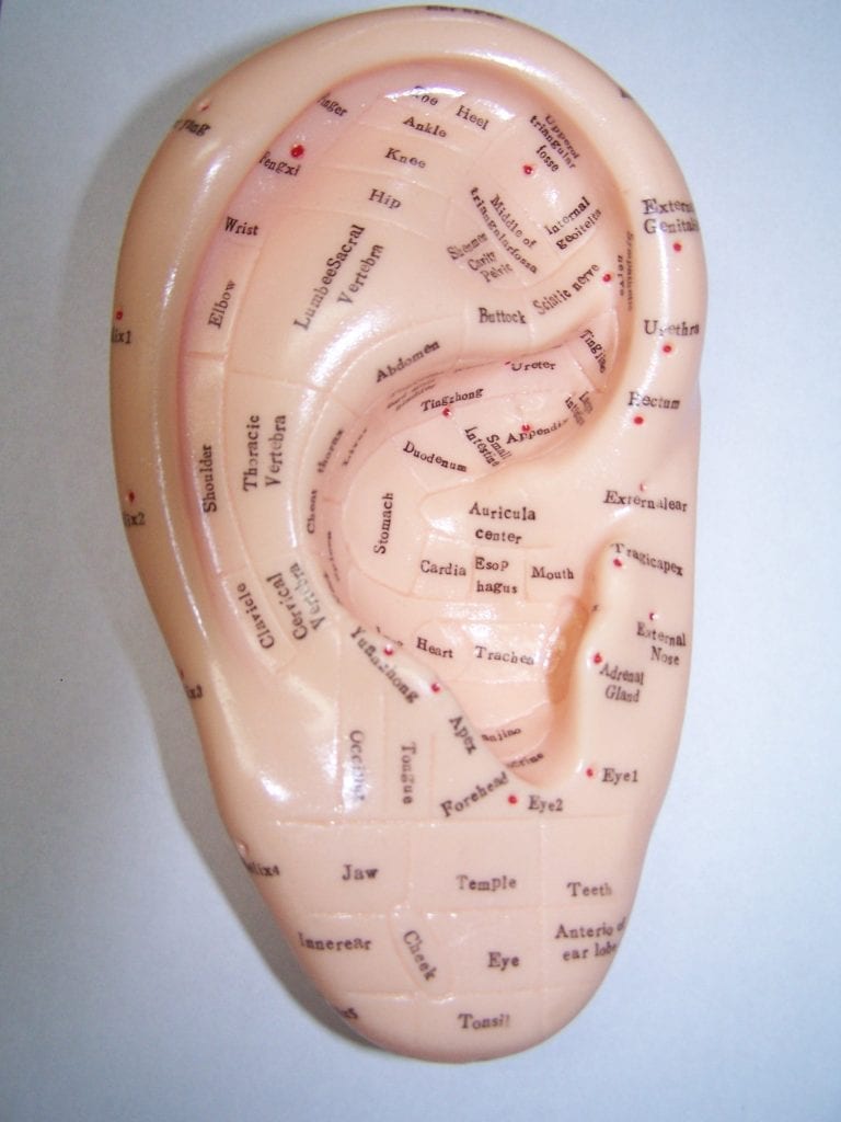 ear reflexology model