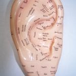 ear reflexology model