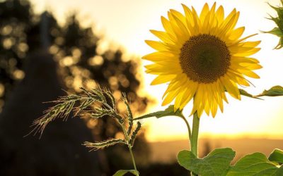 Can Seasonal Changes Have an Affect on Your Body?