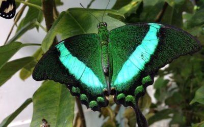 Be the Butterfly You Are Meant to Be – Life Purpose Workshop – Pepperell, MA