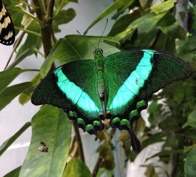 butterfly-green