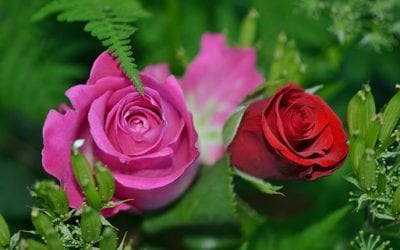 Mother’s Day Tribute Poem