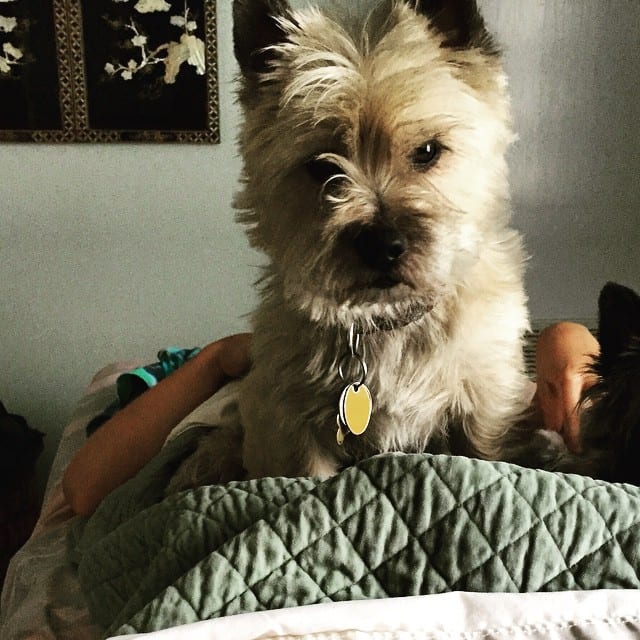 Kirby & Milo helped with #reflexology session @ #HealingPlaceMed #therapydogs #servicedogs