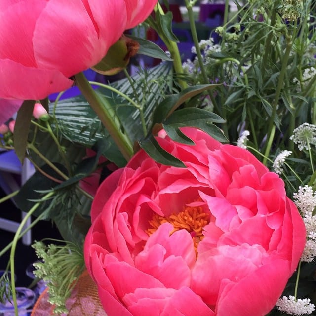 Beautiful #peony. #HealingPlaceMed #flowers