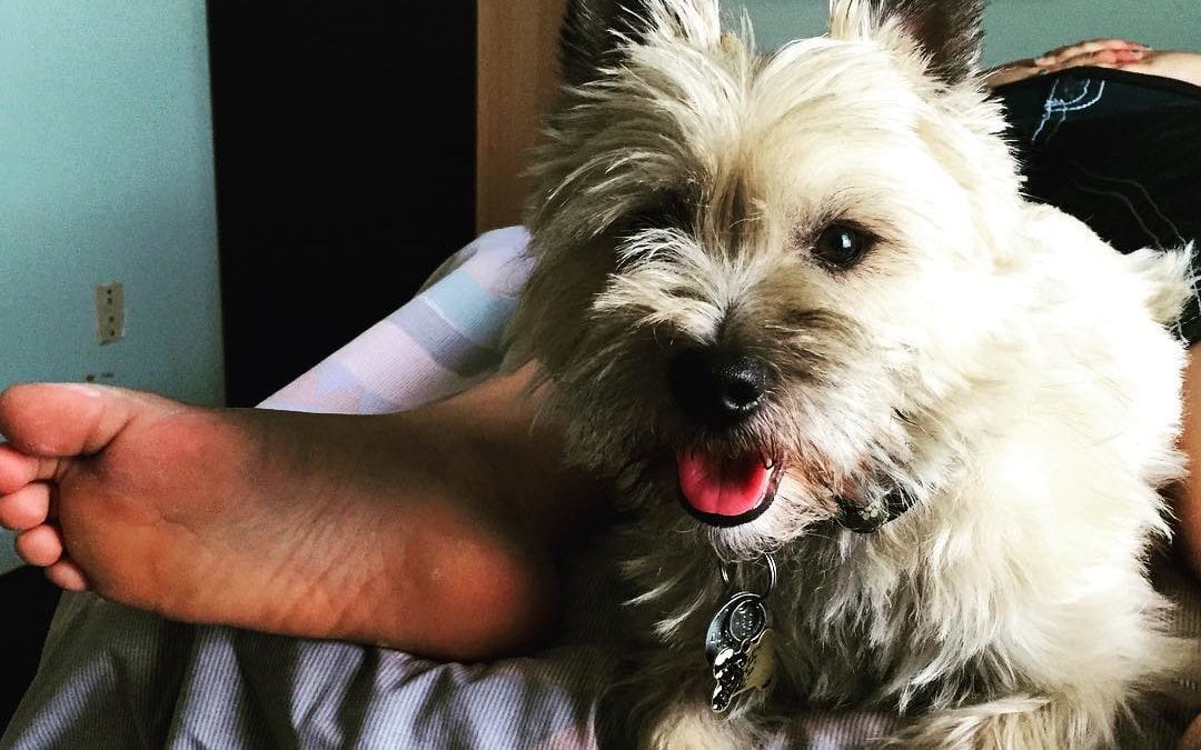 #kirby is a great #servicedog. He’s assisting with the #reflexology session today. #cairns #cairnlove #cairnterrier #healingplacemed