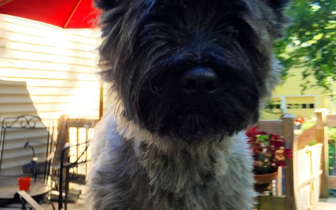 Oh #puppy a #haircut isn’t all that bad! #cairns #cairnlove #cairnterrier #healingplacemed