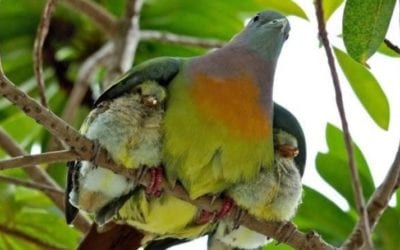 I love how this #mamabird is protecting her #babies