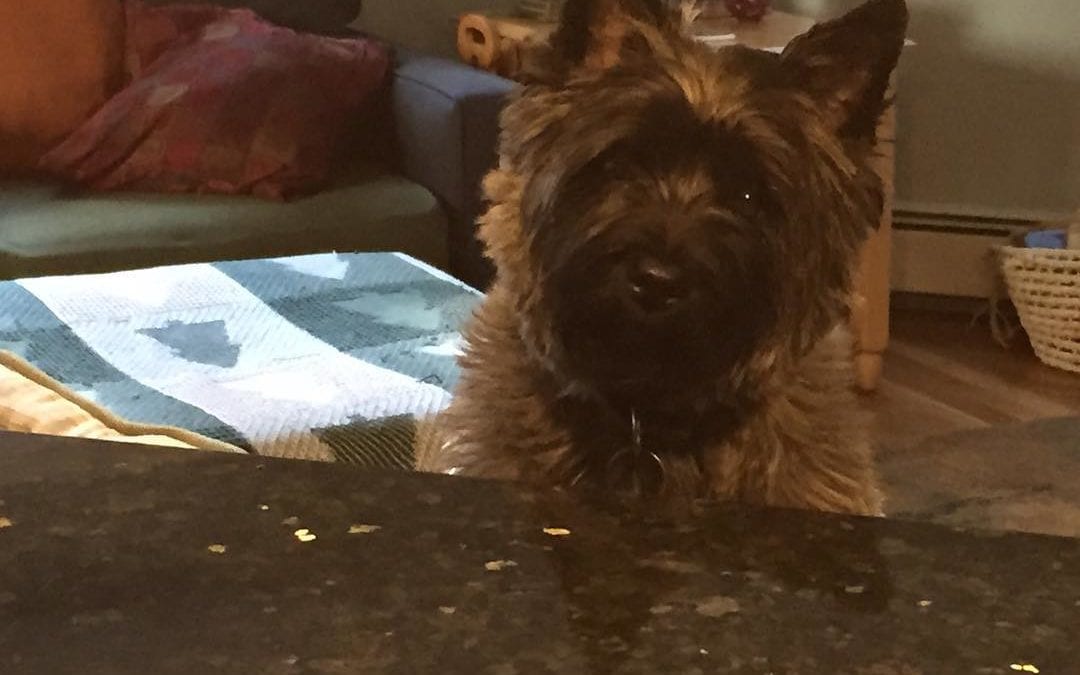 #Milo what do you want for #breakfast? #eggs? #fish #cairnterrier #terrier