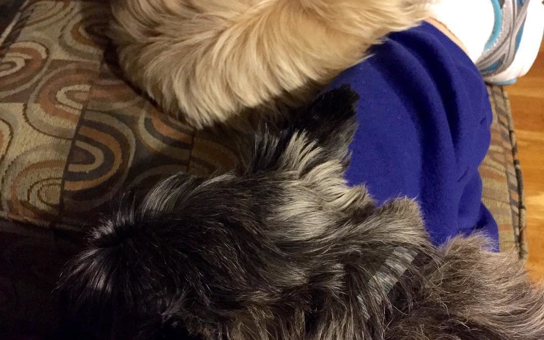 #Cuddle time #terriers #cairn