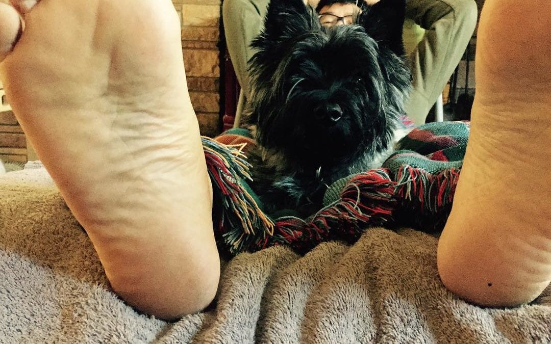 Milo helping with a #reflexology session. Interesting sessions this week, quieting #intestines distress and quieting the pain of #lymedisease #terrier #cairn