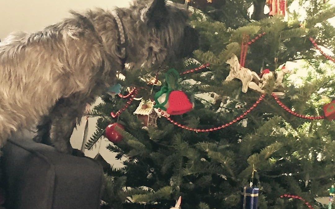 Is there anything on the #christmas tree that I can eat? #terrier #cairns