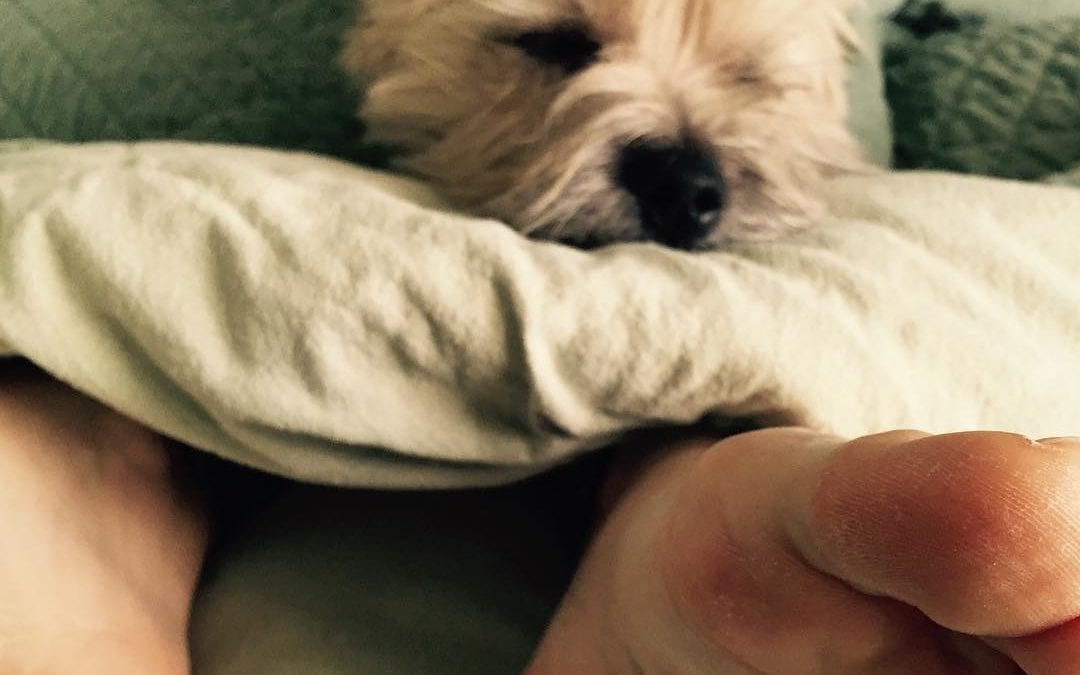 Kirby assisting in the #reflexology session. Client came in for #hormonal #balancing #cysticfibrosis #terrier #cairnterrier