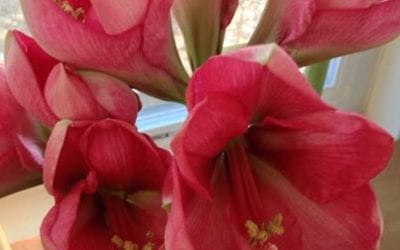 Flower Essences Can Enhance Your Life? – FREE Talk