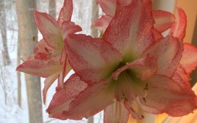 Does Your Soul Need Flower Essence – Workshop