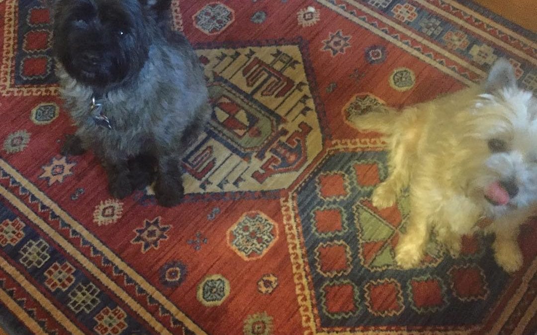 Mommy, you have been working too long. We are hungry! #cairns #terrier #hungry