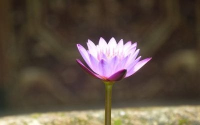 Connect to Your Spirit?