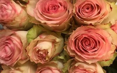#loveroses #wedding #healingplacemedfield #HealingPlaceEnergySchool