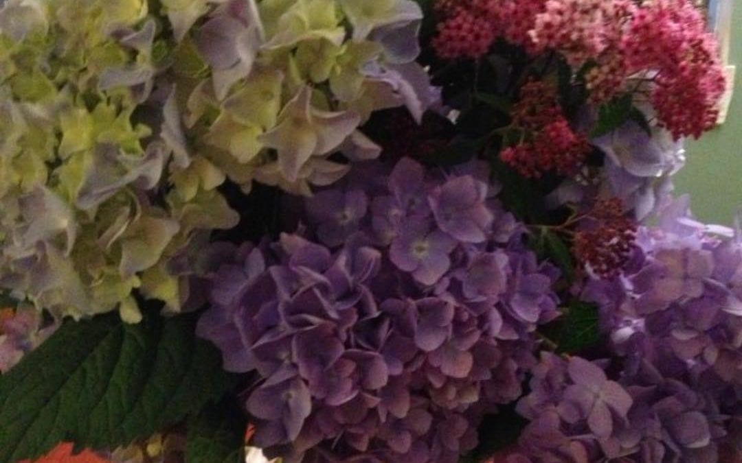 #hydrangeas heal the #soul with beauty #flowerpower #flowermagic #healingplacemedfield