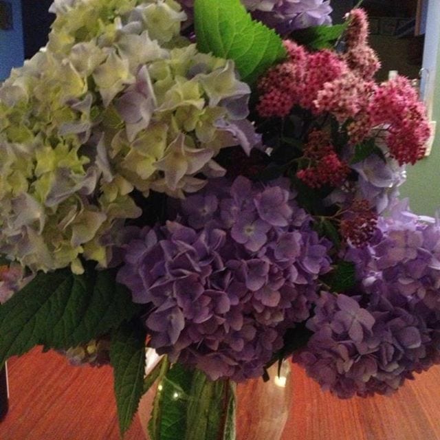 #hydrangeas heal the #soul with beauty #flowerpower #flowermagic #healingplacemedfield