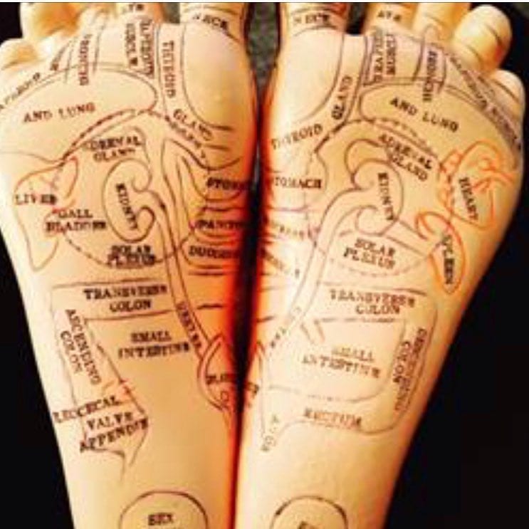 foot reflexology model