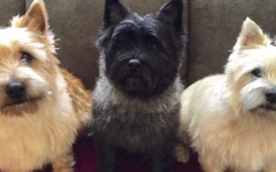 I want to share my gratitude and how I set the tone for my day. I decided to turn on the camera while walking my puppies. https://youtu.be/rglwx_lQrtw #energyhealing #bewell #chakras #positivity #ENERGY #mindbodyspirit #selfhealing #holistic #highvibelife #reiki #health #donthatemeditate #belight #energyhealers #beintheflow #energymedicine #breaknegativity #mindfulness #getintouch #reflexology #footreflexology #abundance #peace #cairnterrier