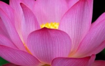 We all get mentally stuck. Much of the way we think came from what we were taught to believe in. What if you can make a shift in your thought process and broaden your view? https://youtu.be/CwJFL-DgV4g #belight #energyhealers #beintheflow #energymedicine #breaknegativity #mindfulness #getintouch #reflexology #footreflexology #abundance #peace #shift #energyhealing #chakras #positivity #ENERGY #mindbodyspirit #selfhealing #holistic #health #energymedicine #mindfulness