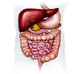 digestive tract