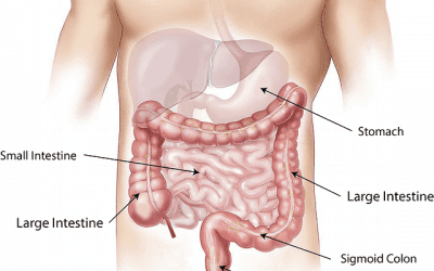 How reflexology can aid with digestion – Alive Therapies