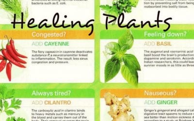 How much of this list of healing plants do you put into your food? I use #ginger #basil #cilantro and #parsley quite a bit. These herbs will aid in #digestion #foodismedicine #energymedicine #energyhealing #mindfulness #reflexology #abundance #peace #mindbodyspirit #chakras #healingplaceenergyschool #healingplacemedfield #reflexologyqueen