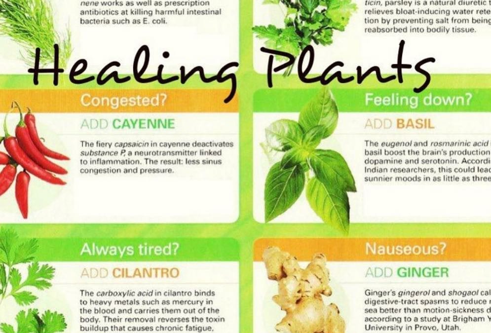 How much of this list of healing plants do you put into your food? I use #ginger #basil #cilantro and #parsley quite a bit. These herbs will aid in #digestion #foodismedicine #energymedicine #energyhealing #mindfulness #reflexology #abundance #peace #mindbodyspirit #chakras #healingplaceenergyschool #healingplacemedfield #reflexologyqueen