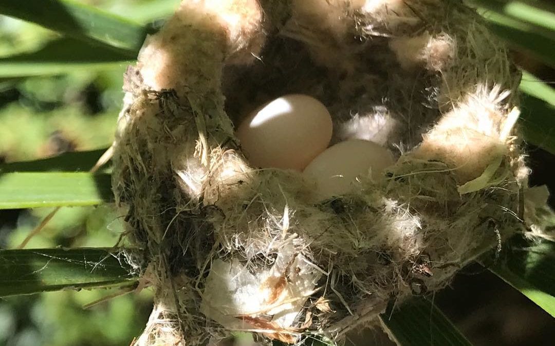 Heart chakra moment – I’m blessed I’ve witnessed 3 inch #hummingbird nest with two eggs, the size of a dime. #nature #healingplacemedfield #heartchakra