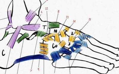 FOOT LIGAMENT SYSTEM- The foot has the highest density of ligament tissue per square inch in the body. Given the large amount of joints and ligaments, it would be reasonable that this complex is important to total body function. This picture shows the specific ligaments of the foot and the intricacy of their structure and LINKS. Recent research shows ligaments have two functions and can be grouped into two anatomical categories. One function is that of static stabilizers of joints and the second function is sensory or proprioceptive. The presence of mechanoreceptors implies a sensory role for some ligaments and that this afferent information could regulate the stiffness of the muscles surrounding the joint and improve its stability (see E. Haggert). It now is clear that there are two types of ligament structure types: The ligaments with a high percentage of collagen fascicules are the static stabilizers or, in tensegrity terms, the tension elements. The ligaments with a high percentage of water and space are involved in gathering afferent information such as tension, position and speed of movement. An example in the foot is the large, Long Plantar ligament (9)
