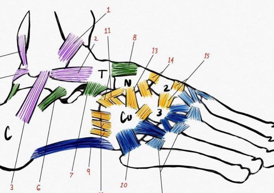 FOOT LIGAMENT SYSTEM- The foot has the highest density of ligament tissue per square inch in the body. Given the large amount of joints and ligaments, it would be reasonable that this complex is important to total body function. This picture shows the specific ligaments of the foot and the intricacy of their structure and LINKS. Recent research shows ligaments have two functions and can be grouped into two anatomical categories. One function is that of static stabilizers of joints and the second function is sensory or proprioceptive. The presence of mechanoreceptors implies a sensory role for some ligaments and that this afferent information could regulate the stiffness of the muscles surrounding the joint and improve its stability (see E. Haggert). It now is clear that there are two types of ligament structure types: The ligaments with a high percentage of collagen fascicules are the static stabilizers or, in tensegrity terms, the tension elements. The ligaments with a high percentage of water and space are involved in gathering afferent information such as tension, position and speed of movement. An example in the foot is the large, Long Plantar ligament (9)