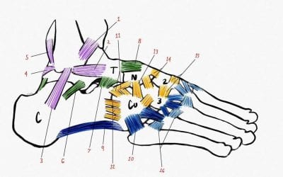 Do Your Feet Speak to You? Foot Anatomy