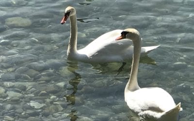 Steps to Live an Authentic Life – Energy Medicine Skill