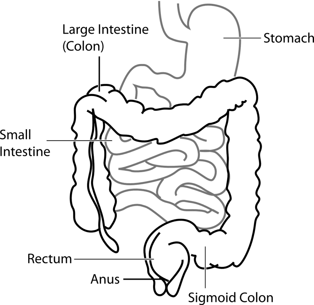 digestive tract
