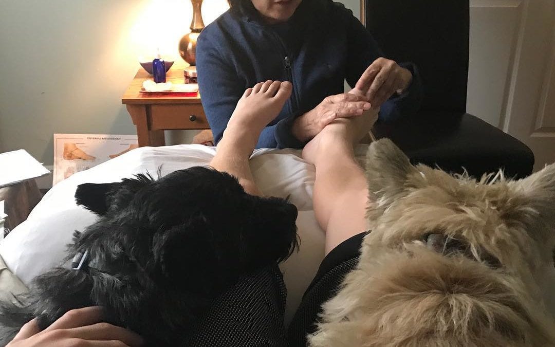 A day in a life of a #reflexologist #reflexology #energyhealing #energy #cairnterrier #holistic