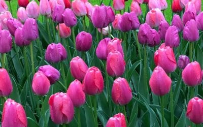 As much we want what we want sometimes the law of attraction can bit us. As the saying goes “be careful what you wish for.” We all have the capability to attract anything we want if we sincerity want it. No, it’s not by luck or coincidence. Your energy has to be consistently positive and not chaotic in order to become a magnet for uplifting outcomes. https://youtu.be/XRgcfP5zTTg To learn more about your energy flow, read the excellent book Introduction to Energy Medicine – Know Your Chakras by Certified Energy Medicine Practitioner, Helen Chin Lui at http://a.co/a10U7Q1 #energymedicine #energyhealing #mindfulness #reflexology #abundance #peace #mindbodyspirit #chakras #healingplaceenergyschool #healingplacemedfield #energyhealing #chakras #positivity #ENERGY #selfhealing