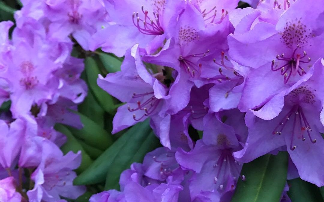 Beautiful #azalea #flower