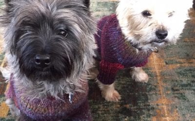 #cairnterrier in custom #knit sweaters. Milo and Kirby. #terrier