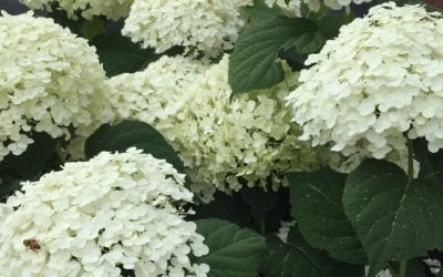 #flowers of #barharbor #maine