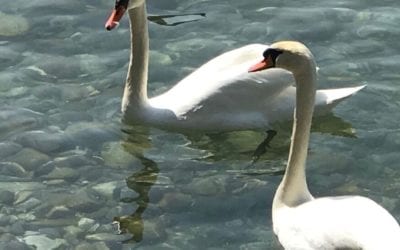 Happy Mother’s Day. I wish you and dads, a wonderful day. I think I’ll make time today to turn on the camera to talk about what is “mother and father” energy, and how to use a blend of these energies everyday for work, relationships and for living. I would love for you to jump into the conversation at 1pm for a FB live Facebook.com/HealingPlaceEnergySchool. What do you think? #healing #energyhealing #bewell #chakras #positivity #ENERGY #lightworker #manifest #mindbodyspirit #selfhealing #holistic #highvibelife #reiki #health #donthatemeditate #belight #energyhealers #lightworkers #mothersday #feminineenergy