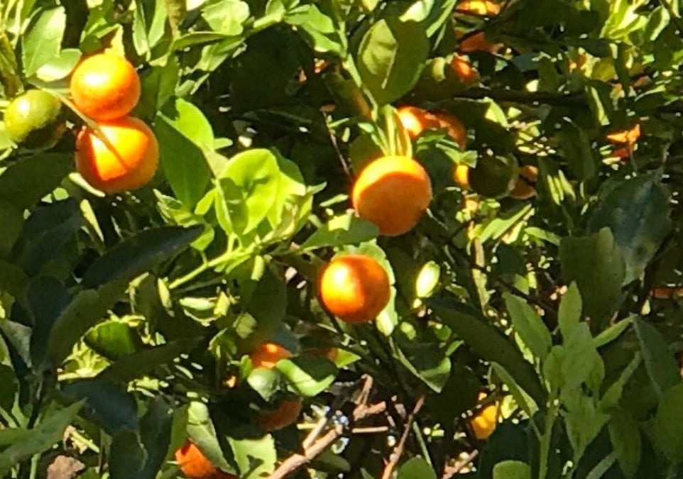 I love the thought of picking fresh #oranges. #fortMeyers #florida