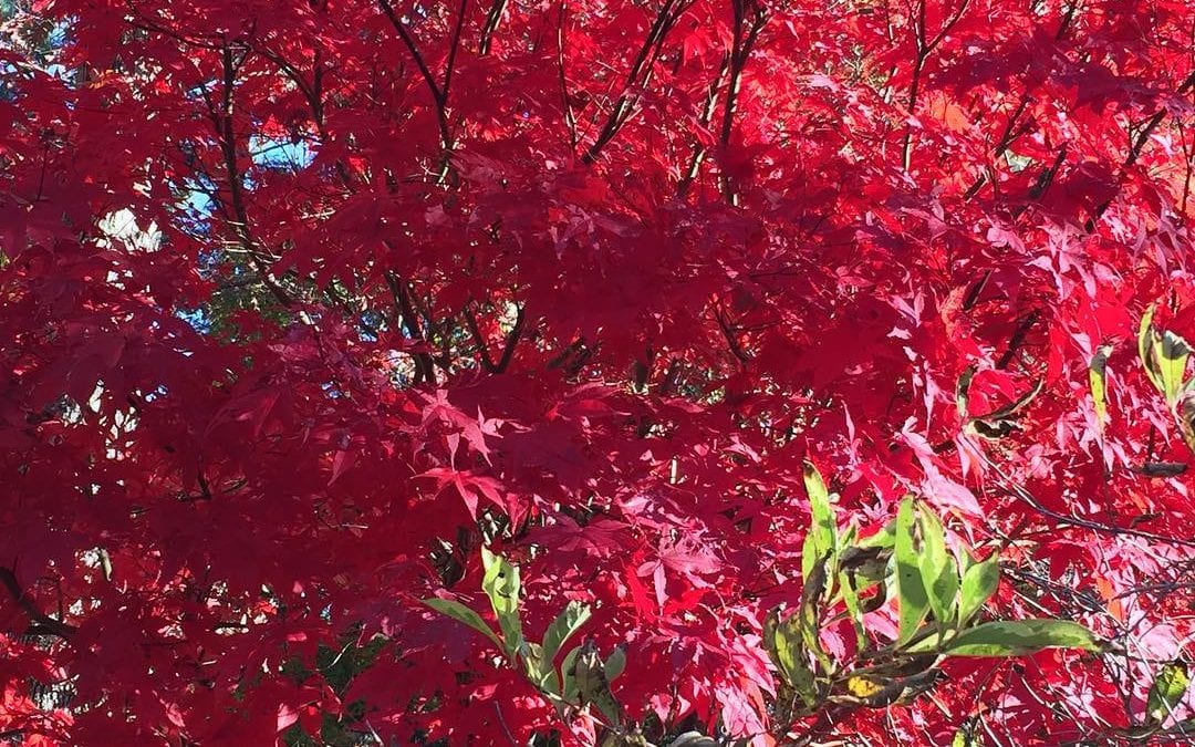 Incredible red #Japanesemaple #autumn #newengland