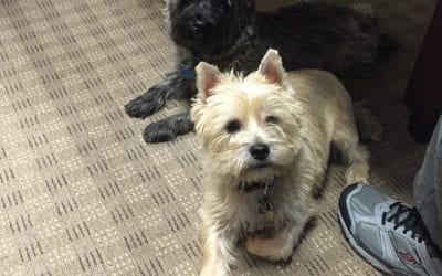 It’s not easy to work on a #Sunday! #terriers #cairns