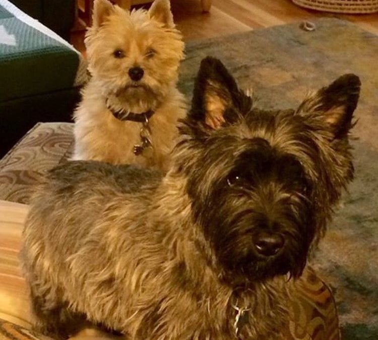 Kirby and Milo striking a #pose #cairns #terrier #dog