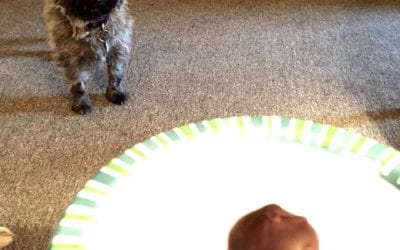 Milo is eyeing my #chocolate covered #date ball. It’s not easy to be him. #food #terrier #cairnterrier