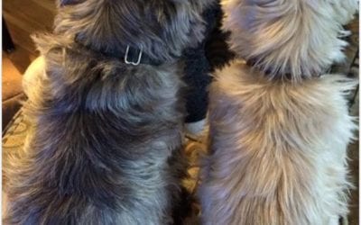 Puppies, what are you watching? #cairns #terrier