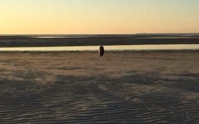 Running of the wild #cairns #terriers