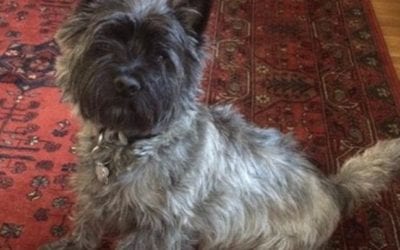 #Showdog Milo. #terrier #cairnterrier